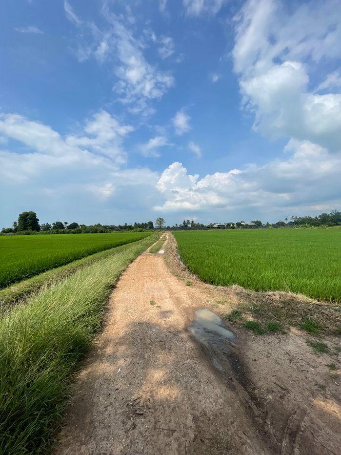 รูป ขายุที่ดินนาแปลงสวย ทำเลบ้านโป่ง ราชบุรี• สนใจติดต่อสอบถามเพิ่มเติม: 0931617984/0623249583 (ป้าน้อย) - รูปที่ 2/10