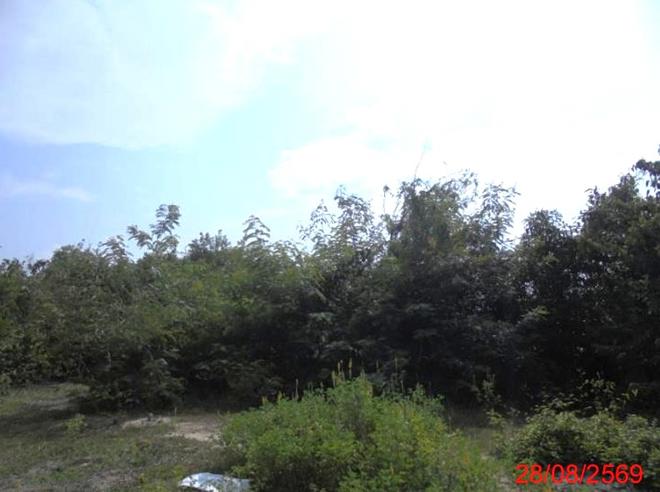 picture LAND 8296.2 Sq.w. Muang Narathiwat Narathiwat for 7.5M - 2/13