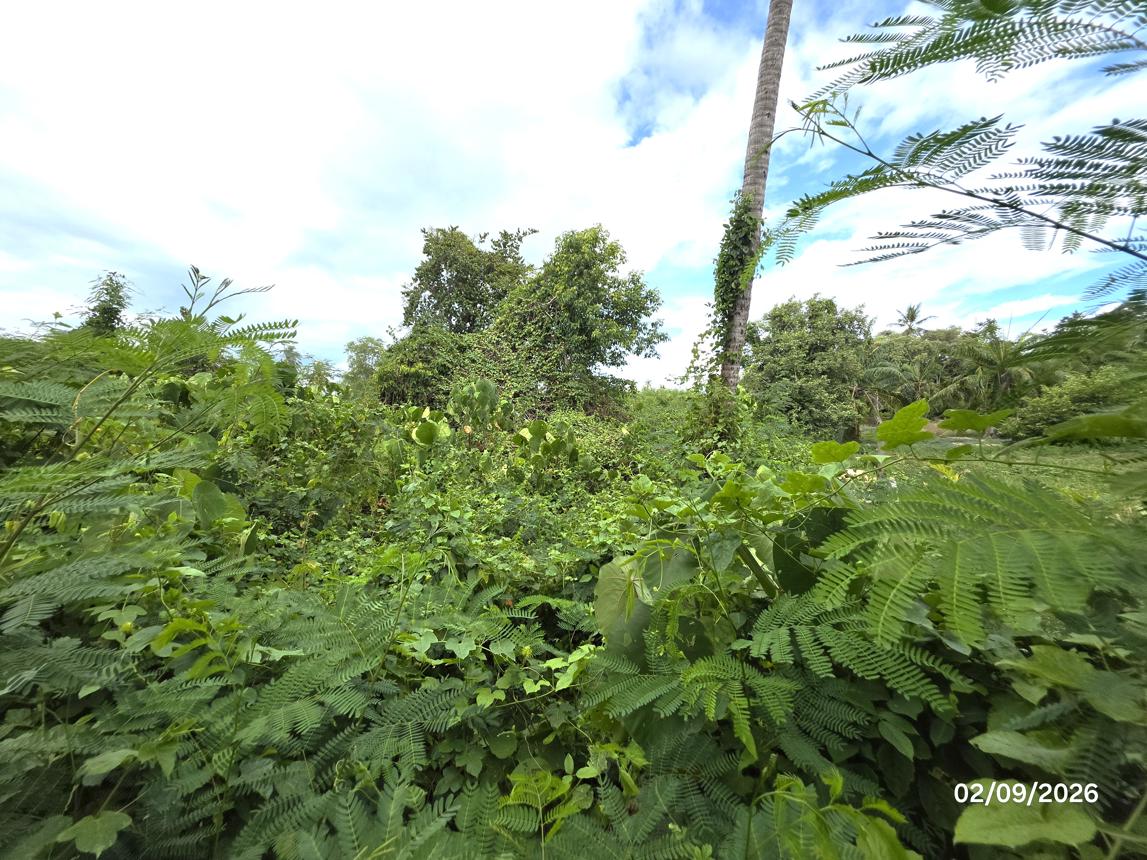picture LAND 204 Sq.w. Don Sak Surat Thani for 1.3M - 13/19