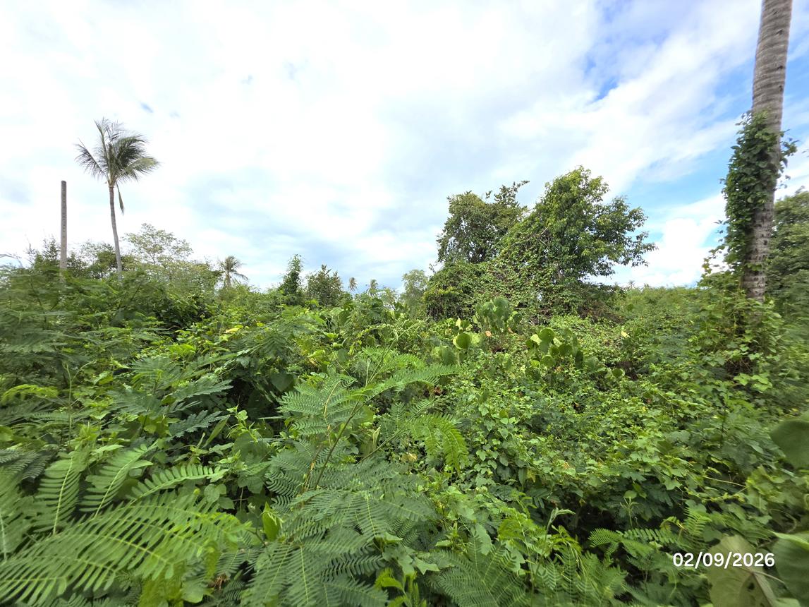 picture LAND 204 Sq.w. Don Sak Surat Thani for 1.3M - 15/19