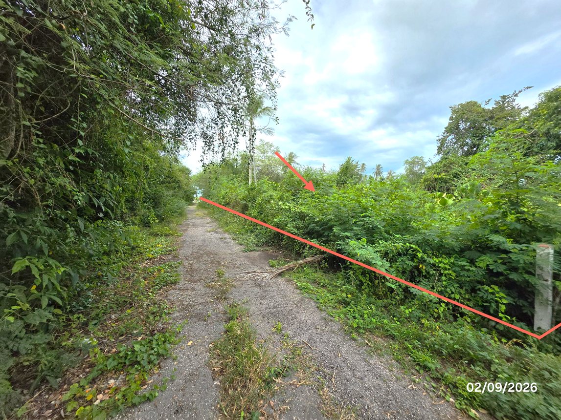 picture LAND 204 Sq.w. Don Sak Surat Thani for 1.3M - 12/19