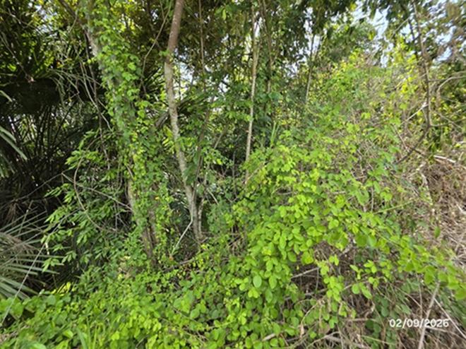 picture LAND 185 Sq.w. Don Sak Surat Thani for 1.1M - 8/23