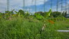 listing thumbnail image 6