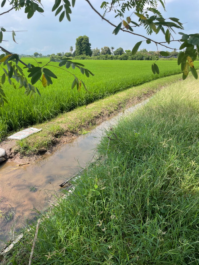 รูป ขายุที่ดินนาแปลงสวย ทำเลบ้านโป่ง ราชบุรี• สนใจติดต่อสอบถามเพิ่มเติม: 0931617984/0623249583 (ป้าน้อย) - รูปที่ 5/10