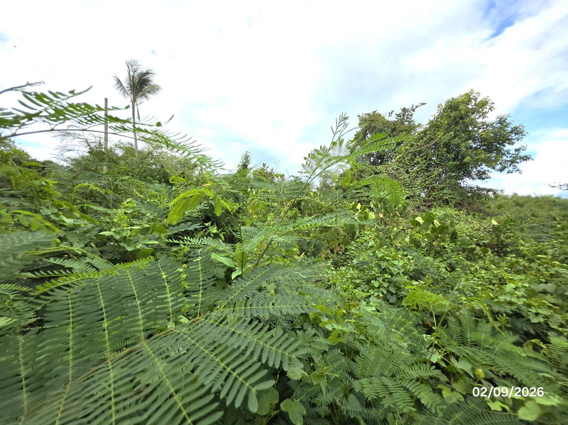 picture LAND 204 Sq.w. Don Sak Surat Thani for 1.3M - 14/19