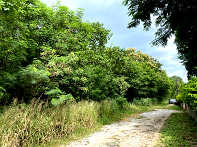 ที่ดิน BTS เอกมัย : ขายที่ดินวิวสวย ทำเลดี ต.วังไทร ปากช่อง 1 ไร่ เหมาะสร้างบ้านพักตากอากาศ
