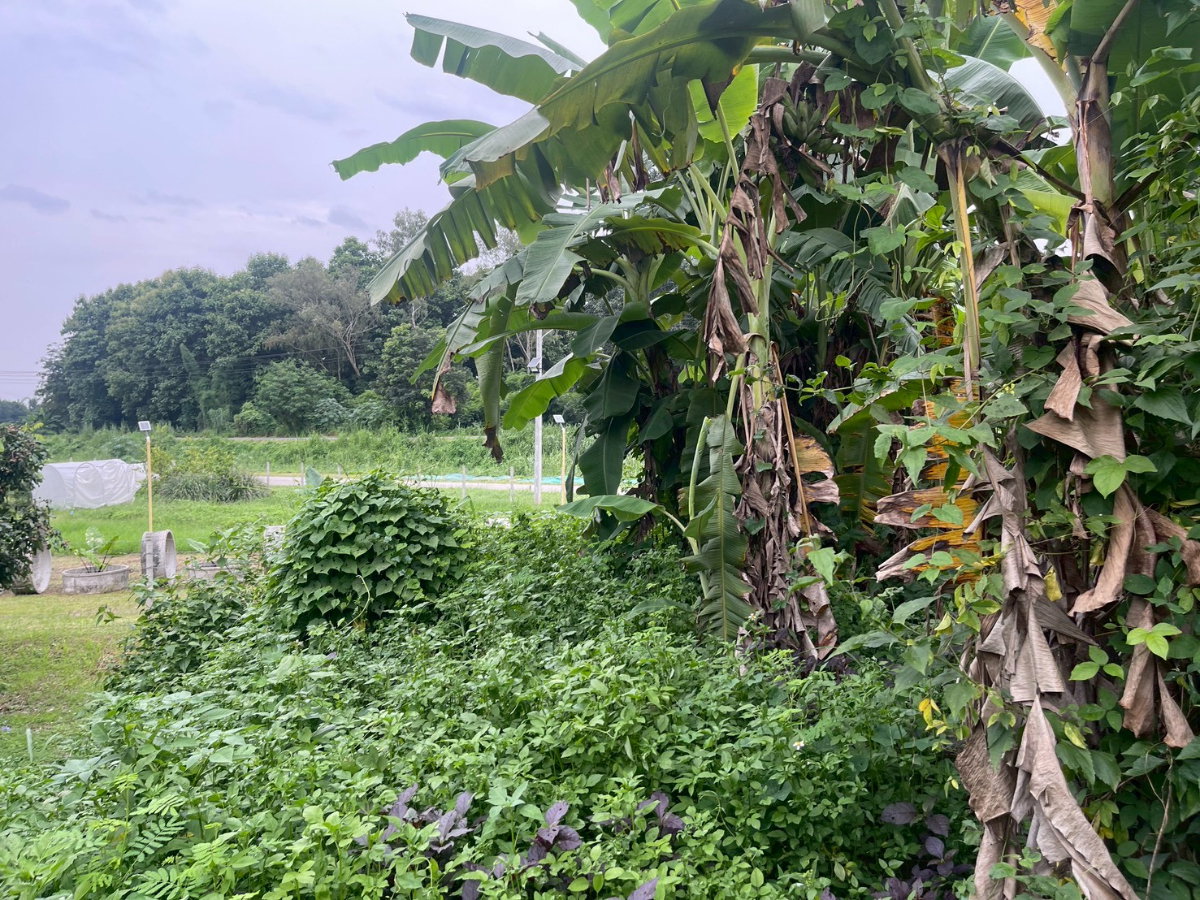 รูป 97721 - ขายที่ดิน 1 ไร่ 4.6 ตร.ว. ถมแล้ว ริมคลองชลประทาน ตำบลสันมหาพน อำเภอแม่แตง จังหวัดเชียงใหม่ ใกล้โรงเรียนแม่แตง - รูปที่ 8/10