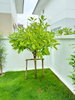listing thumbnail image 4
