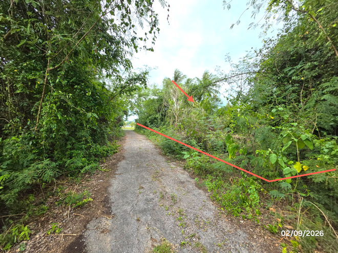 picture LAND 173 Sq.w. Don Sak Surat Thani for 1.3M - 5/23