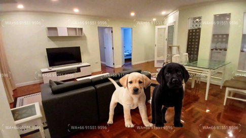 2BR Pet-Friendly Condo for Rent Sukhumvit near BTS Thonglor-Phromphong🔰 We can show all available units here
