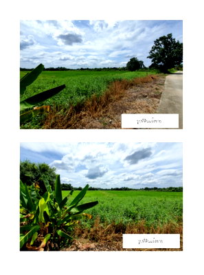 Land for sale : Land for sale at Chakbok Rayong