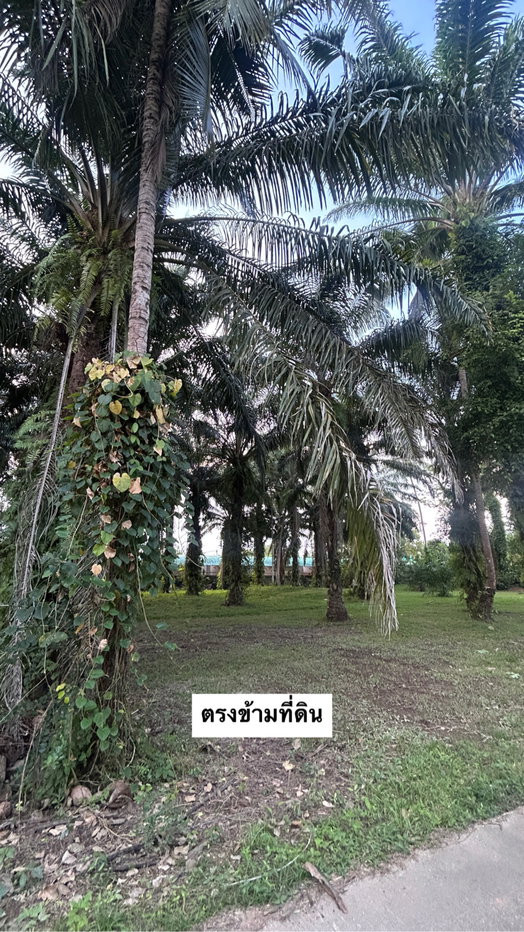 รูป ขายที่ดินปลูกบ้าน 58 ตารางวา ตำบลวังไผ่ อำเภอเมือง จังหวัดชุมพร (เข้าซอยเมืองชุมพร ประมาณ 500 เมตร) - รูปที่ 6/6