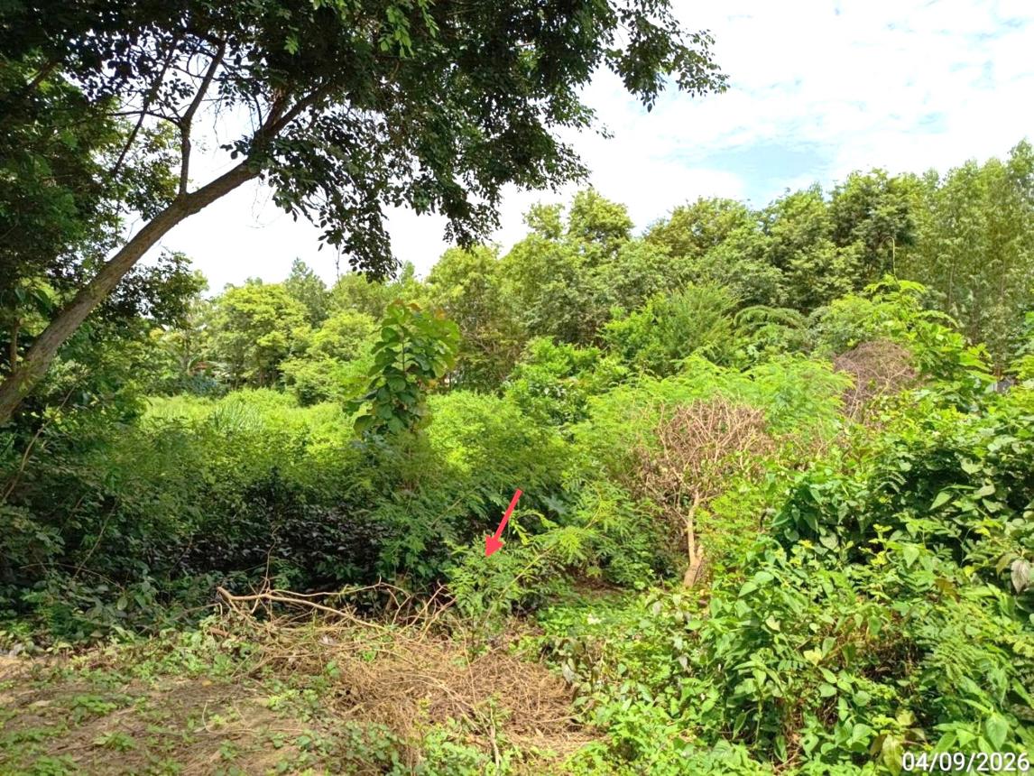 picture HOME 1130 Sq.w. Satuk Buri Ram for 5.4M - 22/27