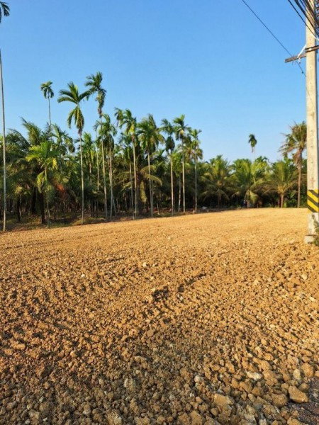 picture Land for rent on Phutthamonthon Sai 6 Road Sai 6 Market. Each plot measures 37.5 sq.wa. or 150 sq.m - 5/7