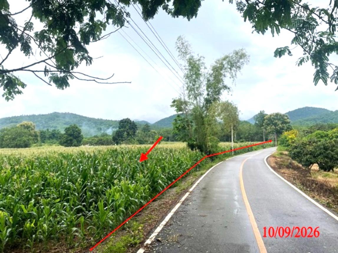 picture LAND 5611 Sq.w. Li Lamphun for 3.9M - 12/21