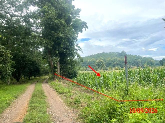picture LAND 5611 Sq.w. Li Lamphun for 3.9M - 7/21