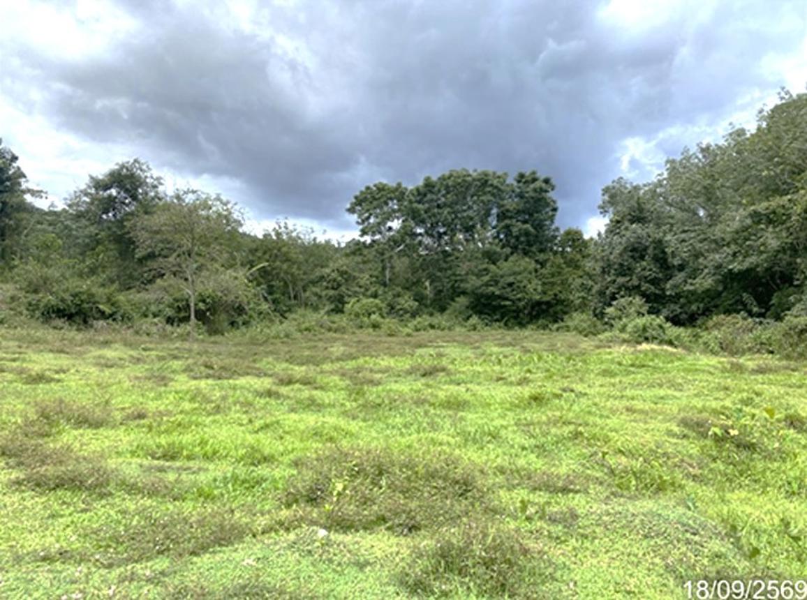 รูป ที่ดินว่างเปล่า 1347 ตร.วา นาทวี สงขลา 1.3M - รูปที่ 10/17