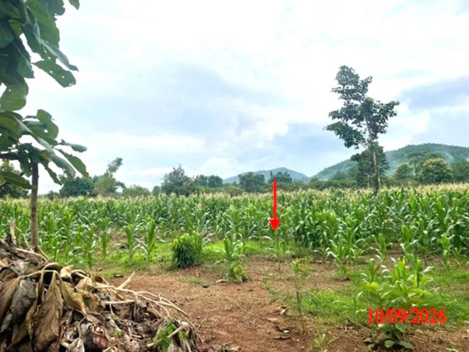 picture LAND 5611 Sq.w. Li Lamphun for 3.9M - 8/21
