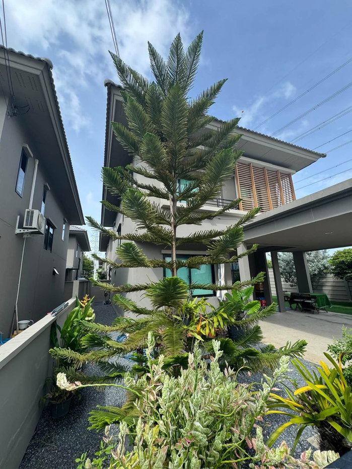 รูป ให้เช่าบ้านเดี่ยว COMO Botanica Bangna (56 ตร.ว.) 3นอน 3น้ำ หลังริม ใกล้เมกาบางนา - รูปที่ 2/44