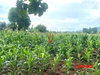 listing thumbnail image 16