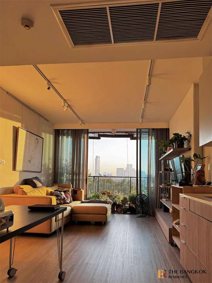 picture Siamese 39 Easy Start with a City Dweller Lifestyle - 9/9