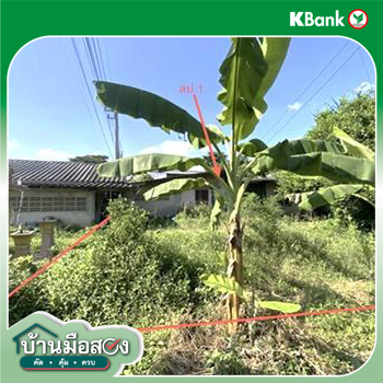 picture HOME 228.9 Sq.w. Bang Rachan Singburi for 1.7M - 15/17