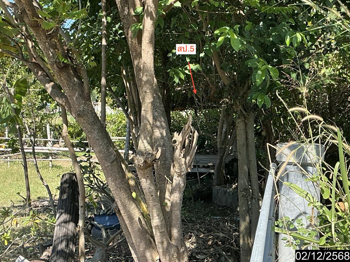 picture HOME 1838 Sq.w. Non Daeng Nakhon Ratchasima for 7.2M - 15/25