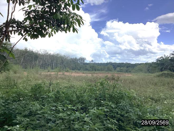 รูป ที่ดินว่างเปล่า 4000 ตร.วา หลังสวน ชุมพร 6.5M - รูปที่ 4/25