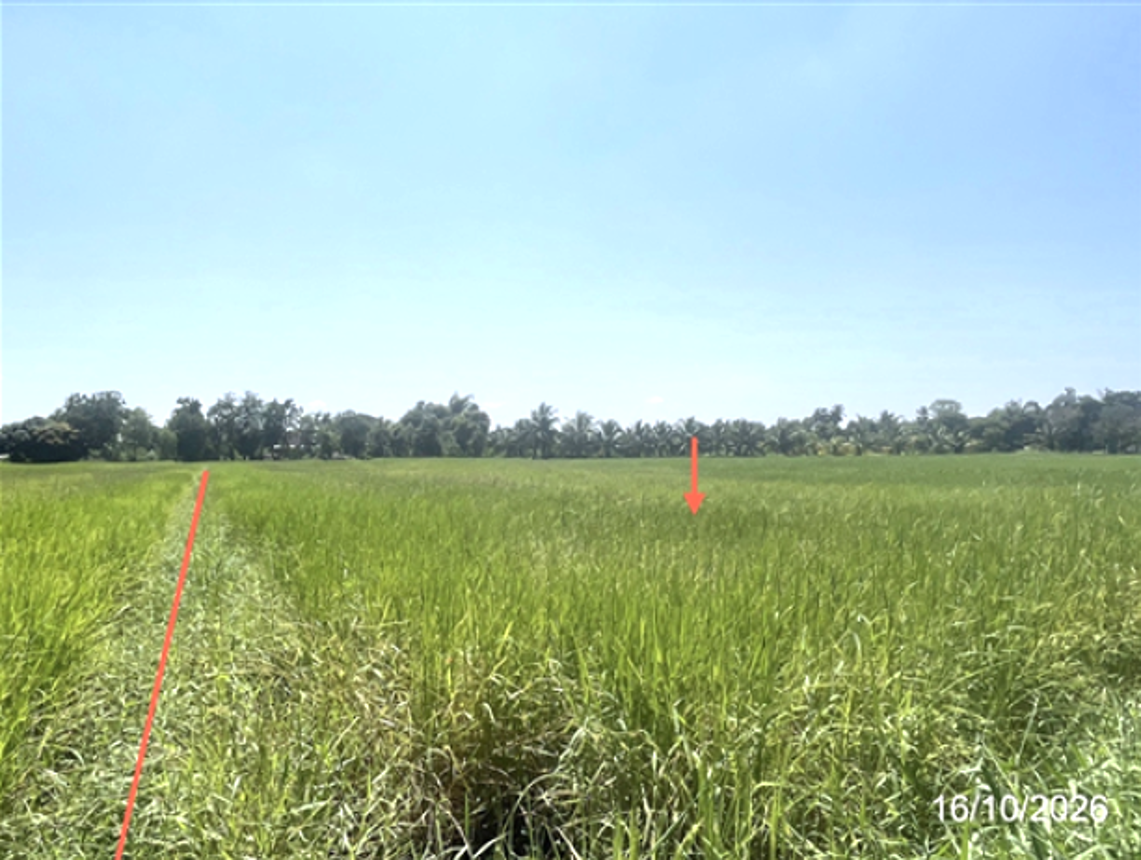 รูป ที่ดินว่างเปล่า 900 ตร.วา จังหาร ร้อยเอ็ด 1.6M - รูปที่ 7/13