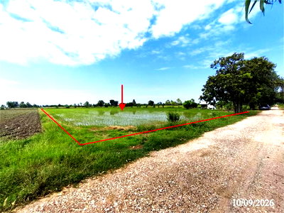 Land for sale Phrom Phiram Phitsanulok : LAND 1545 Sq.w. Phrom Phiram Phitsanulok for 1.1M