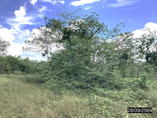 รูป ที่ดินว่างเปล่า 4000 ตร.วา หลังสวน ชุมพร 6.5M - รูปที่ 8/25