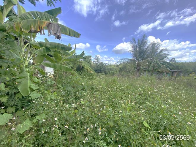 picture LAND 250 Sq.w. Hat Yai Songkhla for 1.9M - 6/25