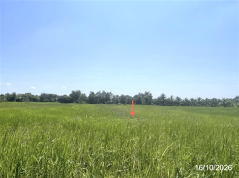 รูป ที่ดินว่างเปล่า 900 ตร.วา จังหาร ร้อยเอ็ด 1.6M - รูปที่ 10/13