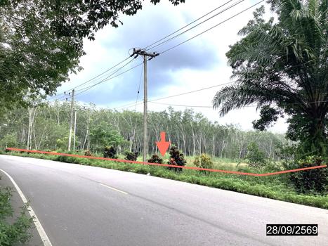 รูป ที่ดินว่างเปล่า 4000 ตร.วา หลังสวน ชุมพร 6.5M - รูปที่ 22/25