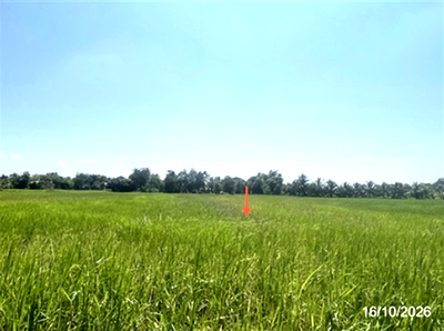 ที่ดินว่างเปล่า 900 ตร.วา จังหาร ร้อยเอ็ด 1.6M