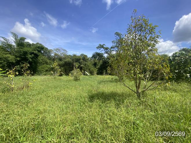 picture LAND 250 Sq.w. Hat Yai Songkhla for 1.9M - 11/25