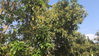 listing thumbnail image 14