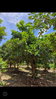 listing thumbnail image 10