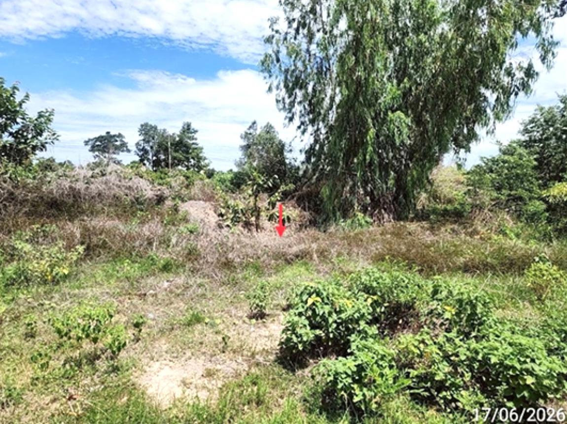 picture LAND 2113.1 Sq.w. Muang Roi Et Roi Et for 4.5M - 11/15