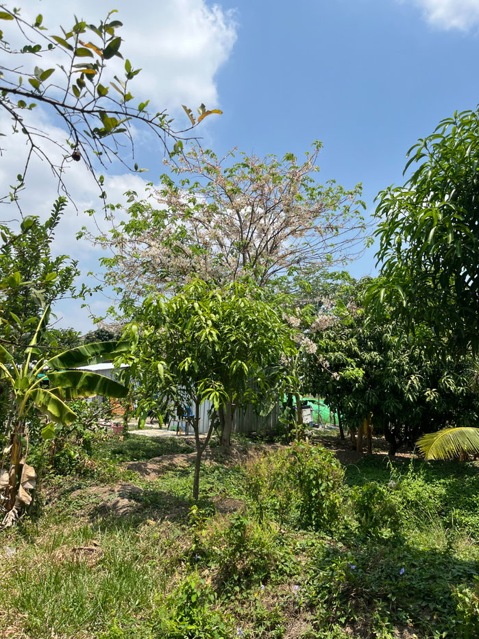 รูป 95553 - ขาย ที่ดินเปล่า 156 ตร.ว. คลองพระราชาพิมล อ.บางบัวทอง จ.นนทบุรี - รูปที่ 9/11