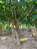 listing thumbnail image 7